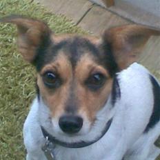 Dansk svensk gaardhund Trille