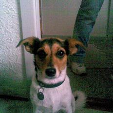 Dansk svensk gaardhund Trille