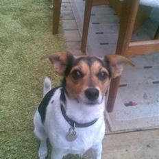 Dansk svensk gaardhund Trille