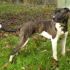 Amerikansk staffordshire terrier Kenzo