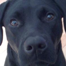 Blanding af racer Bebe