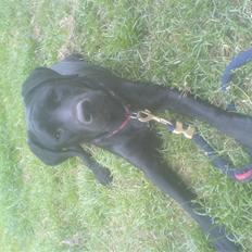 Blanding af racer Bebe