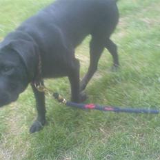 Blanding af racer Bebe