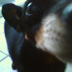 Dvaergpinscher Cooper *R.I.P*