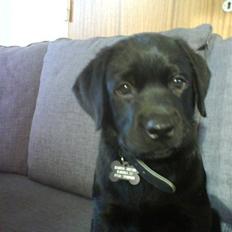 Labrador retriever Max