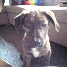 Blanding af racer Bailey. R.I.P. <3