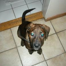 Blanding af racer Bailey. R.I.P. <3