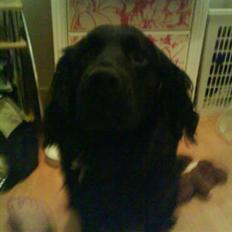 Blanding af racer Buster Cocklab/labcock