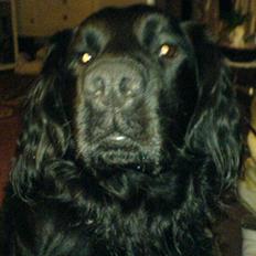 Blanding af racer Buster Cocklab/labcock