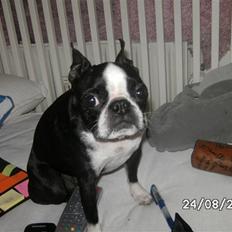 Boston terrier Debbie