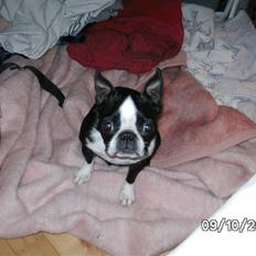 Boston terrier Debbie