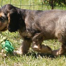 Cocker spaniel Indi (Zobel)