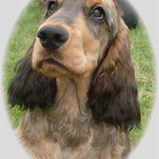 Cocker spaniel Indi (Zobel)