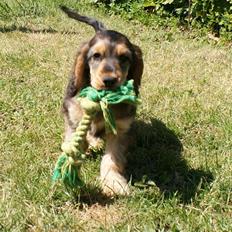 Cocker spaniel Indi (Zobel)