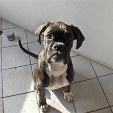 Boxer Amy van Stamy`s