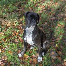 Boxer Amy van Stamy`s