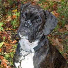 Boxer Amy van Stamy`s