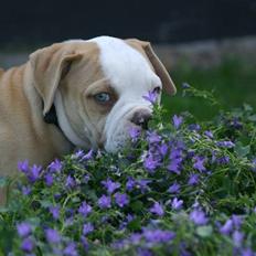 Amerikansk bulldog ABO´s Kooper R.I.P