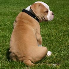 Amerikansk bulldog ABO´s Kooper R.I.P