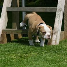 Amerikansk bulldog ABO´s Kooper R.I.P