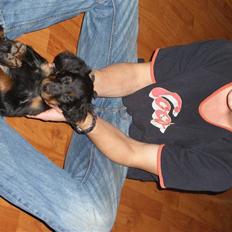 Gordon setter shef