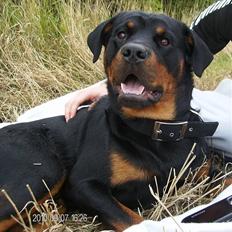 Rottweiler Back-Up (himmelhund) , *2009~2016* R.I.P