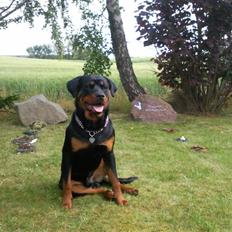 Rottweiler Back-Up (himmelhund) , *2009~2016* R.I.P