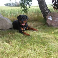 Rottweiler Back-Up (himmelhund) , *2009~2016* R.I.P