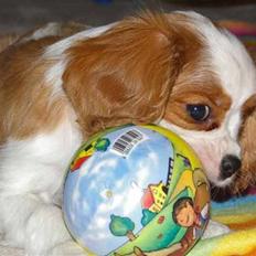 Cavalier king charles spaniel Naja