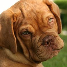 Dogue de bordeaux FRESZKA Lacrima Heliandum