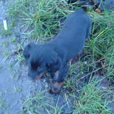 Gordon setter shef