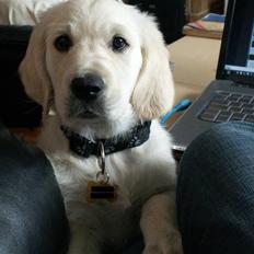 Golden retriever Balou