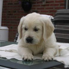 Golden retriever Balou