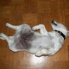 Golden retriever Balou