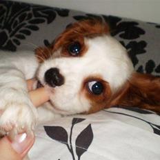 Cavalier king charles spaniel Silke