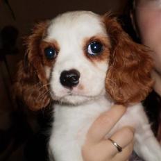 Cavalier king charles spaniel Silke