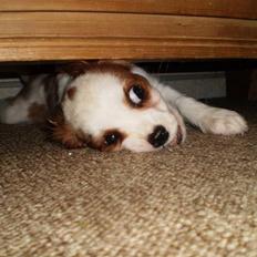 Cavalier king charles spaniel Silke