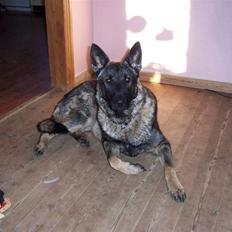 Schæferhund :RIP: bozan <3