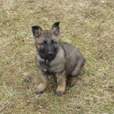 Schæferhund :RIP: bozan <3