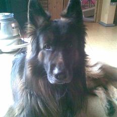 Schæferhund cato