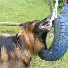Schæferhund cato