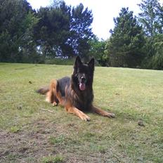 Schæferhund cato