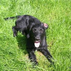 Blanding af racer bella