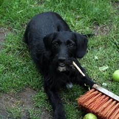 Blanding af racer bella