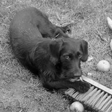 Blanding af racer bella