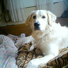 Blanding af racer Malou