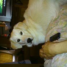 Blanding af racer Malou