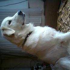 Blanding af racer Malou