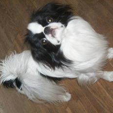 Japanese Rosenheaven´s Johannes