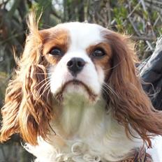 Cavalier king charles spaniel Thyholm´s Otilia - Tilde